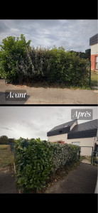 Photo de galerie - Entretien de haie 