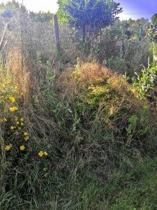 Photo de galerie - Tonte de pelouse - Débroussaillage