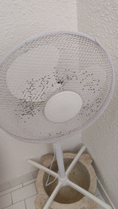 Photo de galerie - Après nettoyage 