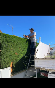 Photo de galerie - Taille de haies et d'arbustes