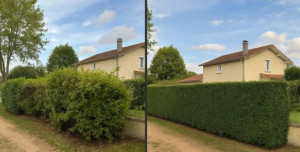 Photo de galerie - Réalisation de taillage haie 