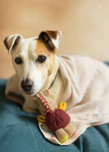 Photo de galerie - Garde chien