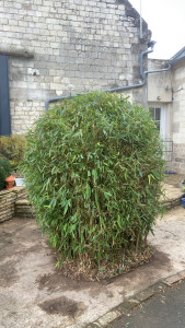 Photo de galerie - Taillage 