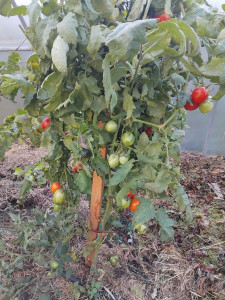 Photo de galerie - Récolte  de tomate ? 