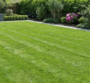 Photo de galerie - Tonte pelouse