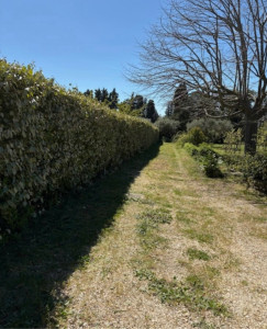 Photo de galerie - Taillages de haies et tonte 