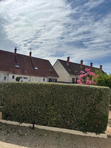 Photo de galerie - Taille de haie 