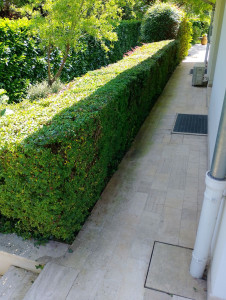 Photo de galerie - Taille de haies et d'arbustes