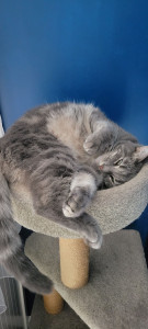 Photo de galerie - Garde d'un chat très mignon et sociable.