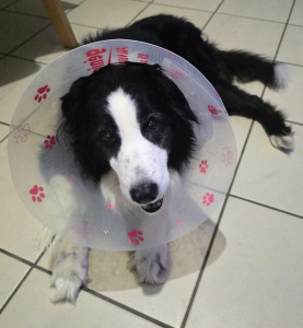 Photo de galerie - Garde chien