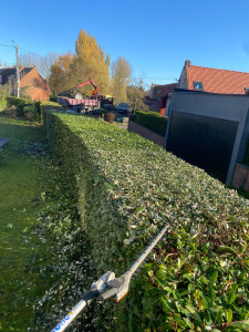 Photo de galerie - Taille d’une haie diversifiée