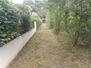 Photo de galerie - Un photo d’un débroussaillage dans un bois légèrement en friche