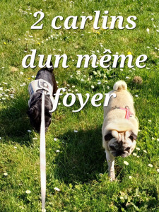 Photo de galerie - Petsitting de 2 carlins- promenade sur la coulée verte ?☀️