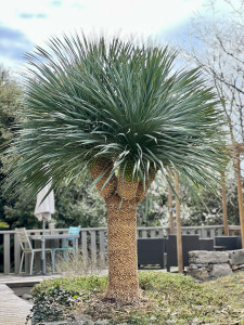 Photo de galerie - Taille d’un Yucca Rostrata