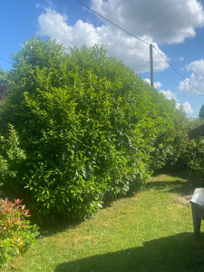 Photo de galerie - Taille de haies et d'arbustes