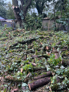 Photo de galerie - Taille de haies et d'arbustes