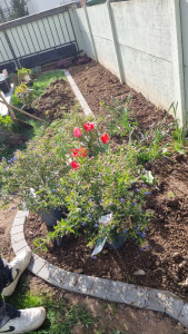 Photo de galerie - Délimitation de massif + plantation 