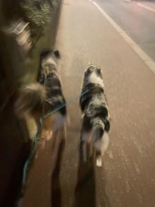 Photo de galerie - Petite balade avec deux chiens dogsittés! 