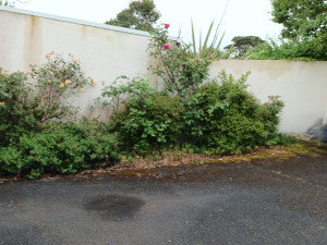 Photo de galerie - Tonte de pelouse - Débroussaillage