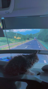 Photo de galerie - Garde de chat et balade