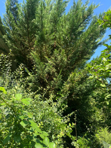 Photo de galerie - Avant abattage 