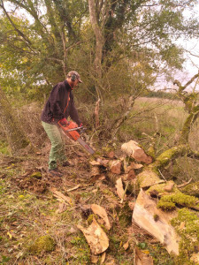 Photo de galerie - Elagage et coupe d'arbres
