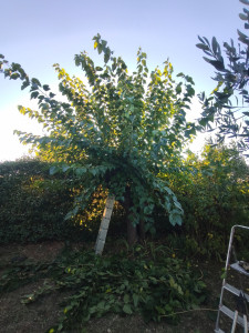 Photo de galerie - Elagage et coupe d'arbres