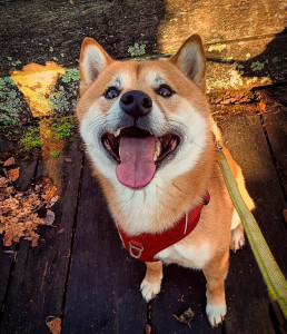 Photo de galerie - Mon chien Rio