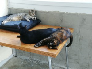 Photo de galerie - Garde chat