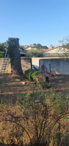 Photo de galerie - Elagage et coupe d'arbres