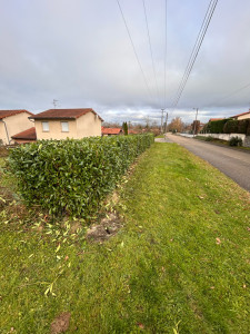 Photo de galerie - Elagage et coupe d'arbres