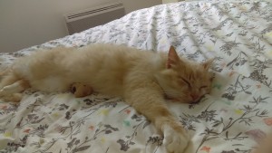 Photo de galerie - Garde chat