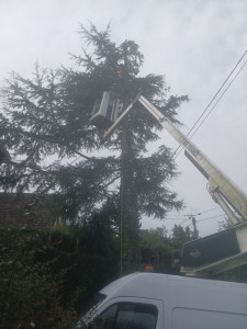 Photo de galerie - Abattage d'un cèdre avec nacelle 
