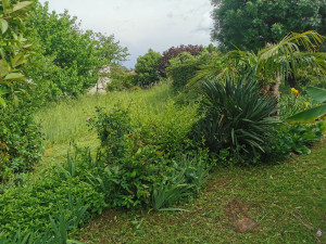 Photo de galerie - Tonte de pelouse - Débroussaillage