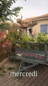 Photo de galerie - Cherche boulot , je suis paysagiste, je fais taille de haie et arbustes, rabattage , élagage , tonte , debroussaillage....