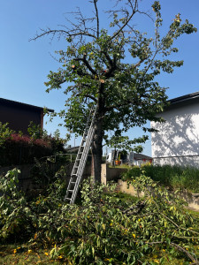 Photo de galerie - Elagage et coupe d'arbres