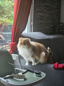 Photo de galerie - Voici Minou qui est arrivé il y a très peu de temps, il est très très calme ?....parcontre c'est lui qui vient chercher ses câlins il ne faut pas trop l'embêter, il ronronne et pousse des petits cris marrant qd tu le carresses. 
