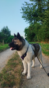 Photo de galerie - Sajena une Atika Américain 