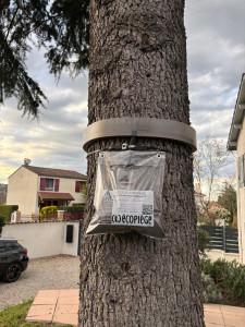 Photo de galerie - Pose et entretien d'un éco piége à chenille processionnaire du pin.
