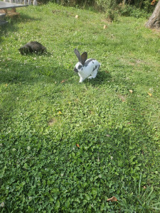 Photo de galerie - Chiens chats nacs sont les bienvenus