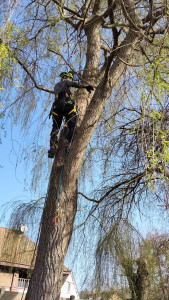 Photo de galerie - élagage de plusieurs saule pleureur
