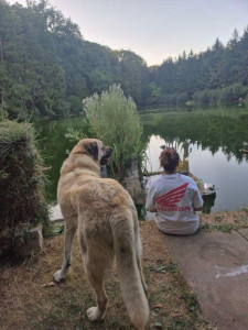 Photo de galerie - Baby kangal 