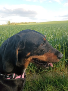 Photo de galerie - Je vous présente ma chienne Caramelle qui tiendra compagnie à vos animaux de compagnie ?