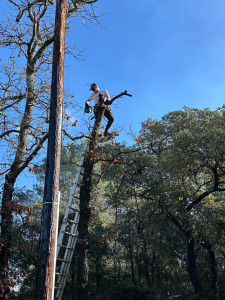 Photo de galerie - Élagage de plusieurs chênes,  câble électrique