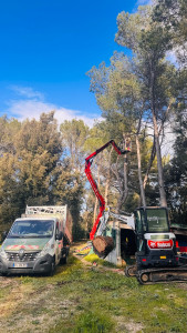 Photo de galerie - Elagage et coupe d'arbres