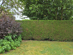 Photo de galerie - Taille soignée.