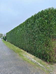 Photo de galerie - Taille de haie 