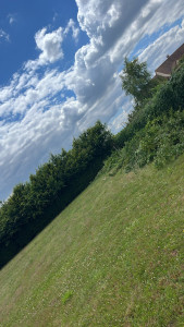 Photo de galerie - Étêtage d’une haie de Charme 