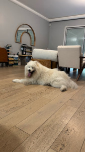Photo de galerie - Visite à domicile pour des promenades 