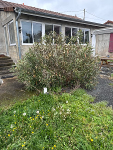 Photo de galerie - Taille de haies et d'arbustes